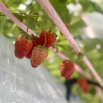 ひげぱん🍓いちご
